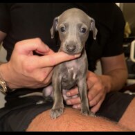 Italian Greyhound - Both