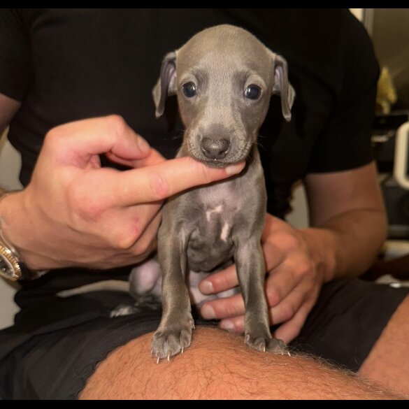 Italian Greyhound - Both