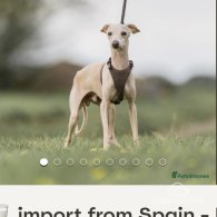 Italian Greyhound - Both