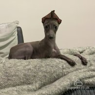 Italian Greyhound - Both