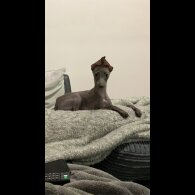 Italian Greyhound - Both