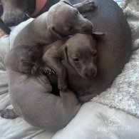 Italian Greyhound - Both