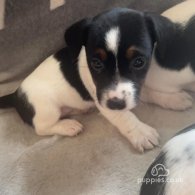 Jack Russell - Both