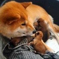 Japanese Shiba Inu - Dogs