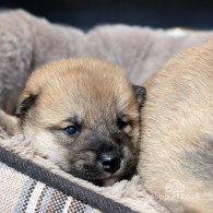 Japanese Shiba Inu - Dogs