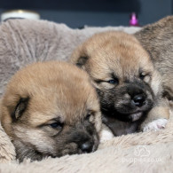 Japanese Shiba Inu - Dogs