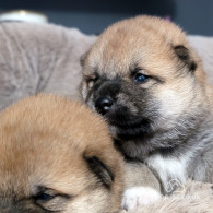 Japanese Shiba Inu - Dogs