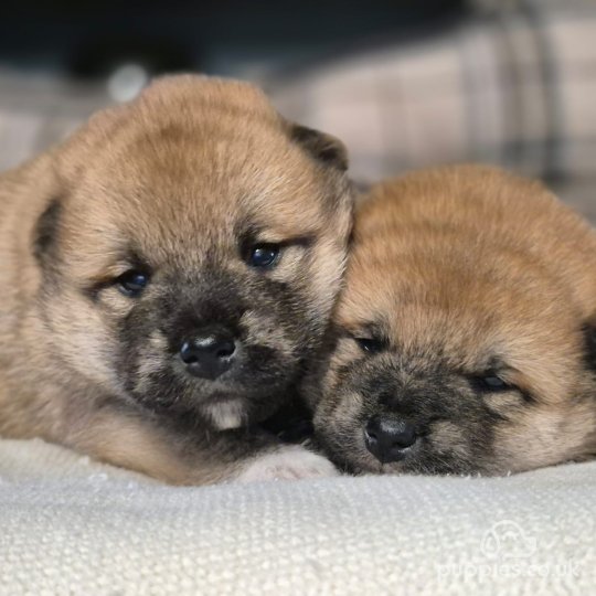 Japanese Shiba Inu - Dogs