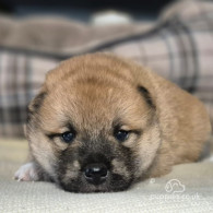 Japanese Shiba Inu - Dogs