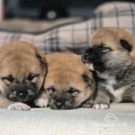 Japanese Shiba Inu - Dogs