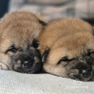 Japanese Shiba Inu - Dogs