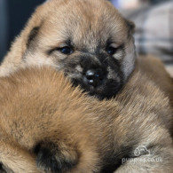 Japanese Shiba Inu - Dogs