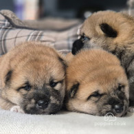 Japanese Shiba Inu - Dogs