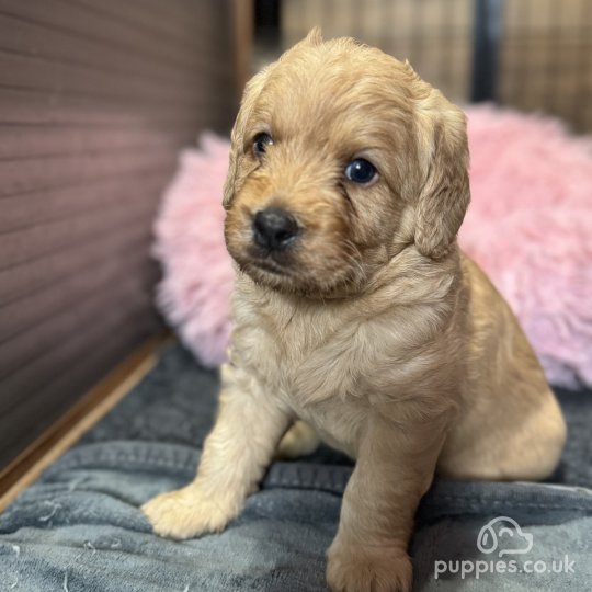 Labradoodle - Both