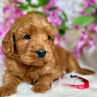 Labradoodle - Both