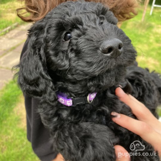 Labradoodle - Both