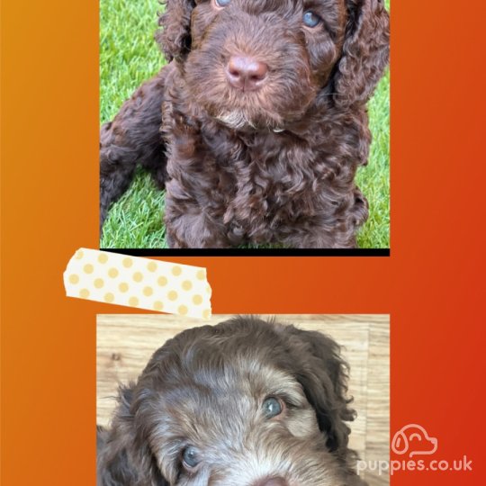 Labradoodle - Both