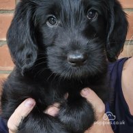 Labradoodle - Both