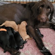 Labradoodle - Both