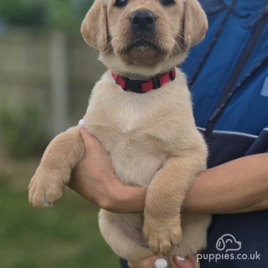 Labrador Retriever - Both