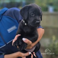 Labrador Retriever - Both