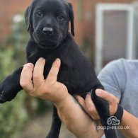 Labrador Retriever - Both