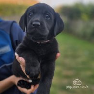 Labrador Retriever - Both