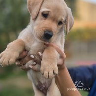 Labrador Retriever - Both