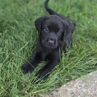 Labrador Retriever - Both