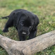 Labrador Retriever - Both