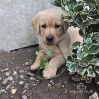 Labrador Retriever - Both