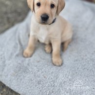 Labrador Retriever - Both