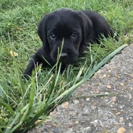 Labrador Retriever - Both