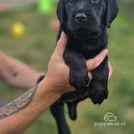 Labrador Retriever - Both