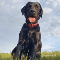 Labrador Retriever - Both