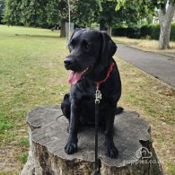 Labrador Retriever - Both