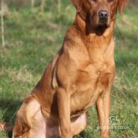 Labrador Retriever - Both