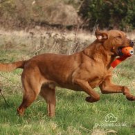 Labrador Retriever - Both