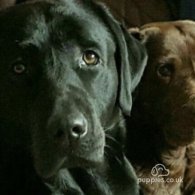 Labrador Retriever - Both