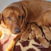 Labrador Retriever - Both