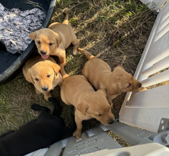 Labrador Retriever