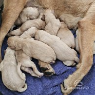 Labrador Retriever - Both