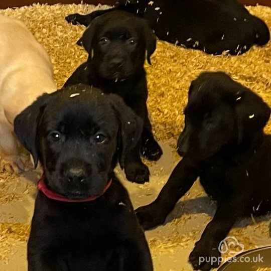 Labrador Retriever puppies for Sale near me in Hereford Herefordshire Puppies