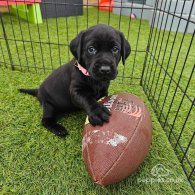 Labrador Retriever - Both