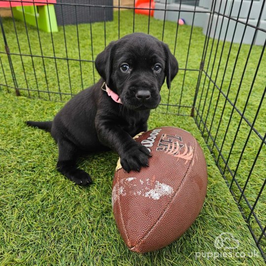 Labrador Retriever - Both