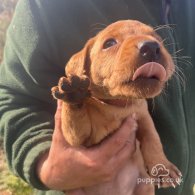 Labrador Retriever - Both