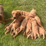 Labrador Retriever - Both