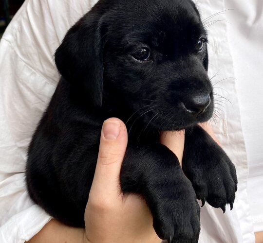 Labrador Retriever