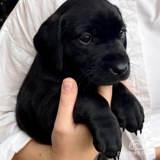 Labrador Retriever puppies for Sale near me in Birmingham West Midlands Puppies