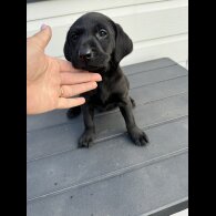 Labrador Retriever - Both